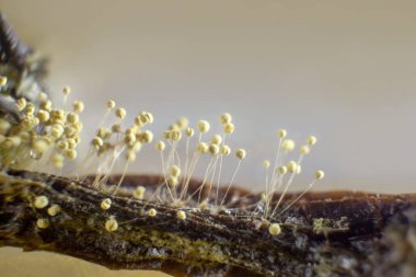 Tehlikeli küf ve bakteri. Rutubet, nem, toz ve solunum sorunları kavramı. Yiyecek üzerine mikroskop mantarı