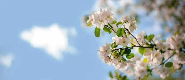 Pink and white apple tree flowers in the sunlight outdoors. Spring flowering. Blurred bokeh background. — Stock Photo, Image