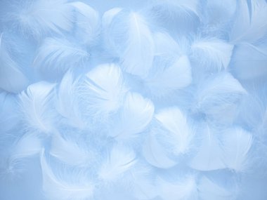 Pastel renkte bulanık arkaplan. Bir kuş tüyünün narin kabarık dokusu. Yumuşak odaklanma. Sanatsal tasarım.