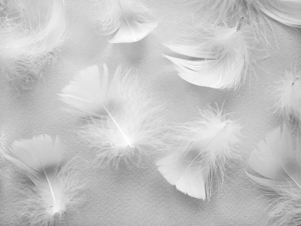 Penas brancas de pássaro fofo. Belo nevoeiro. Uma mensagem para o anjo. A textura de penas delicadas. foco suave — Fotografia de Stock