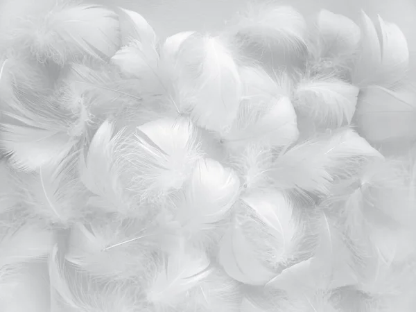 Białe Puszyste Ptasie Pióra Piękna Mgła Wiadomość Dla Anioła Tekstura — Zdjęcie stockowe
