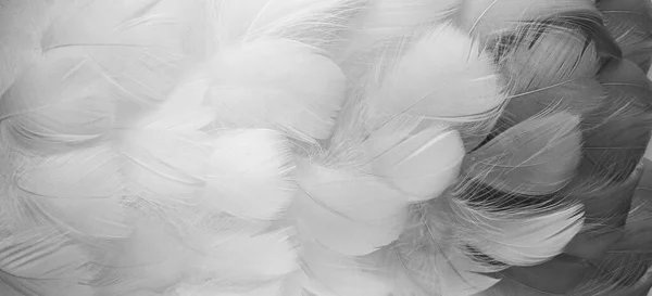 Białe Czarne Puszyste Pióra Ptaków Piękna Mgła Wiadomość Dla Anioła — Zdjęcie stockowe