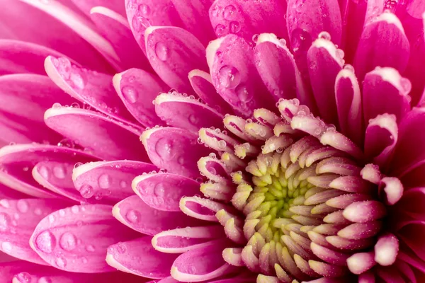 Bela flor crisântemo e gotas de água sobre as pétalas close-up. Macrofotografia. A agudeza selecionada. — Fotografia de Stock