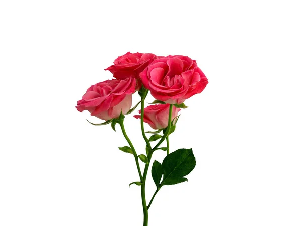 Fleur rose rouge isolée sur fond blanc, objet de vue latérale pour le design pour la Saint Valentin, Fête des Mères, anniversaire — Photo