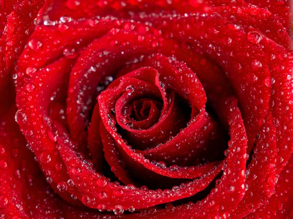 Belle fleur de rose rouge et gouttes d'eau sur les pétales gros plan. Macrophotographie. La netteté sélectionnée. — Photo