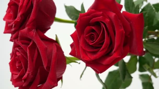 Buquê Três Lindas Rosas Vermelhas Treme Vento Conceito Férias Vídeo — Vídeo de Stock