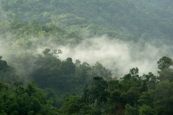 Nature — Stock Photo, Image