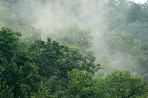 Natureza — Fotografia de Stock