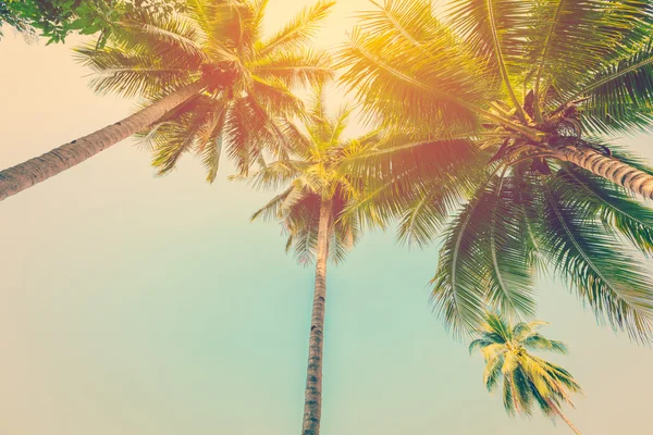 Кокосова пальма з вінтажним ефектом . — стокове фото