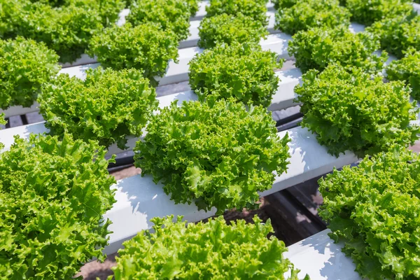 Green lettuce cultivation on hydroponic technology — Stock Photo, Image