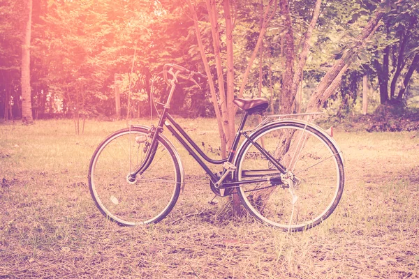 Vintage bicycle in garden with sunlight. — Stock Photo, Image