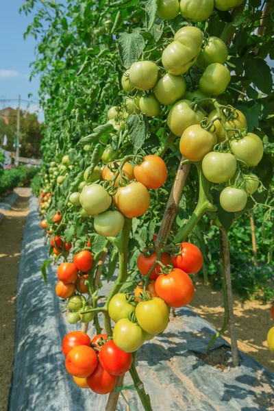 Cultivo de tomate na agricultura de campo — Fotografia de Stock