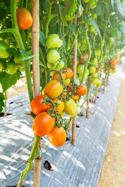 Cultivo de tomate na agricultura de campo — Fotografia de Stock