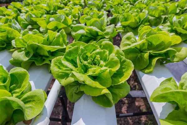 Вирощування зеленого салату на гідропонічній технології — стокове фото