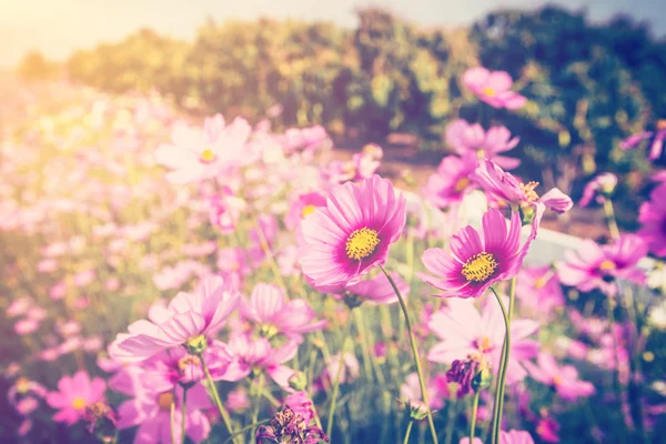 Kozmosz virág és a napfény vintage hang. — Stock Fotó