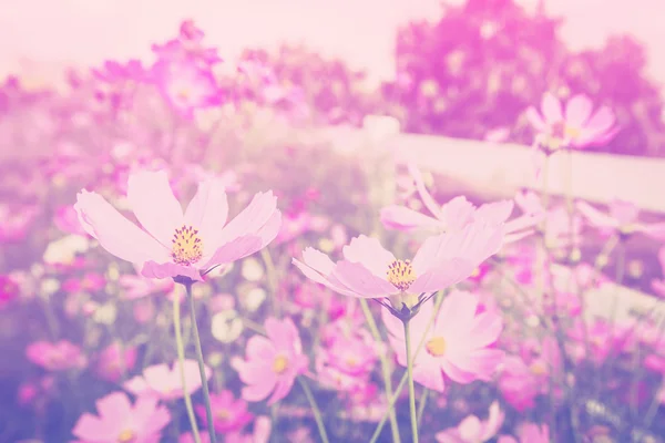 Cosmos çiçek ve güneş ışığı alan çayır vintage sesi ile. — Stok fotoğraf