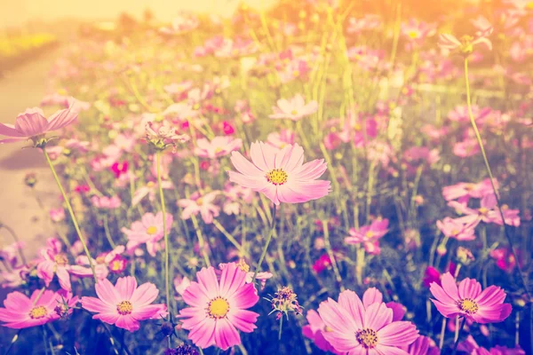 Cosmos çiçek ve güneş ışığı alan çayır vintage sesi ile. — Stok fotoğraf