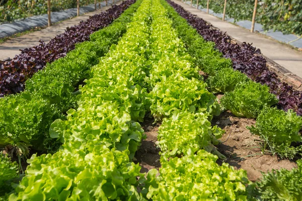 Green lettuce on field agricultural — Stock Photo, Image