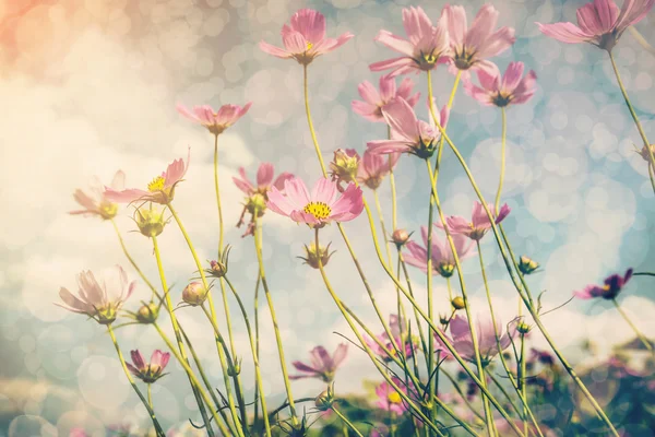 Cosmos çiçek ve güneş ışığı vintage sesi ile. — Stok fotoğraf