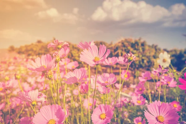 Kozmosz virág és a napfény vintage hang. — Stock Fotó
