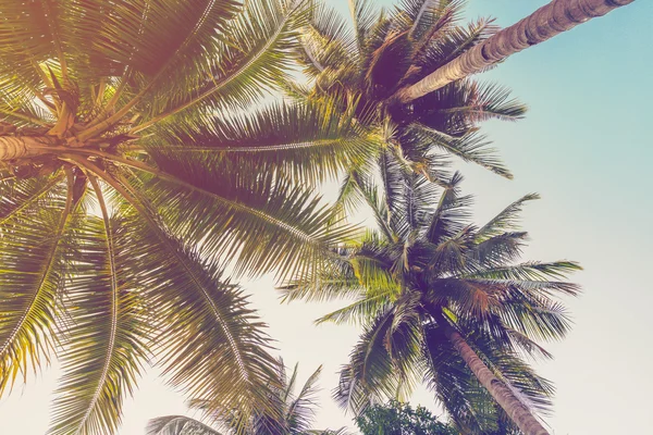 Кокосова пальма з вінтажним ефектом . — стокове фото