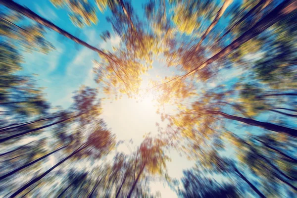 Abstract blurred pine tree and forest and natural background.