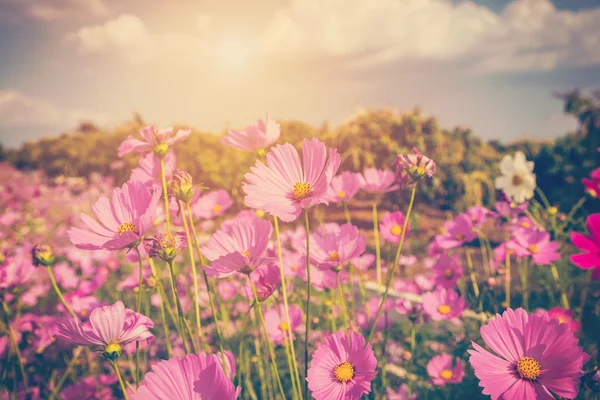 Flor cosmos e luz solar com tom vintage . — Fotografia de Stock