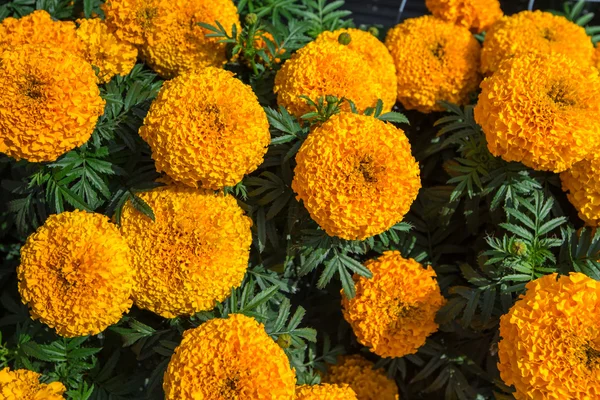 Yellow marigold flower plant in garden. — Stock Photo, Image