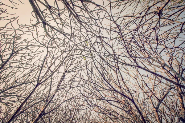 Naked branches of a tree against blue sky background — Stock Photo, Image