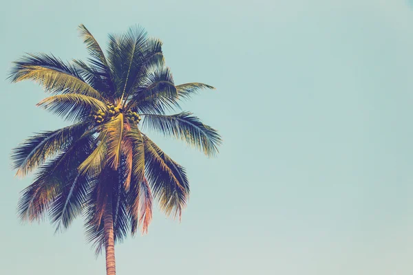 Palmera de coco y cielo azul vintage con espacio . — Foto de Stock