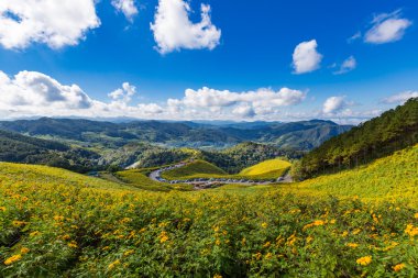 Tung Bua Tong Maehongson (Mae Hong çok Meksika ayçiçeği alanı