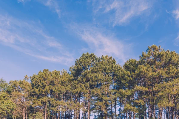 松树树森林和蓝天与复古色调 — 图库照片