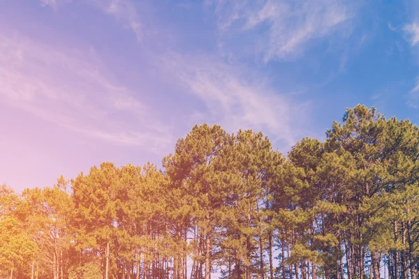 Πεύκο δέντρο δάσος και μπλε ουρανό με το φως του ήλιου, vintage τονισμένα. — Φωτογραφία Αρχείου