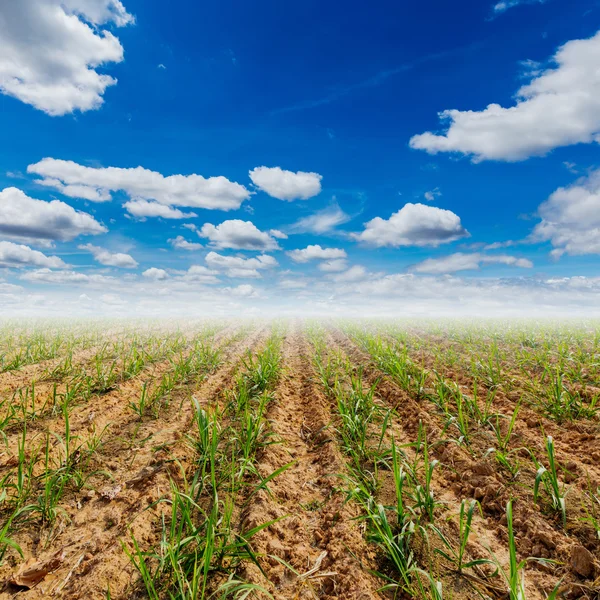 Sugar cane firld and blue sky with clouds in agriculture field. — Stock Photo, Image