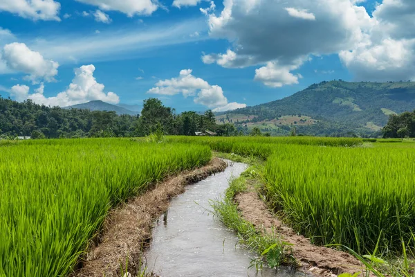 Campo Paddy Terrazzato Nella Provincia Chaingmai Thailandia — Foto Stock