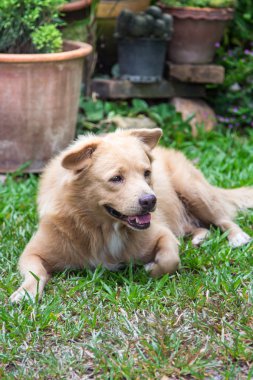 Tay köpek gülümseme Bahçe