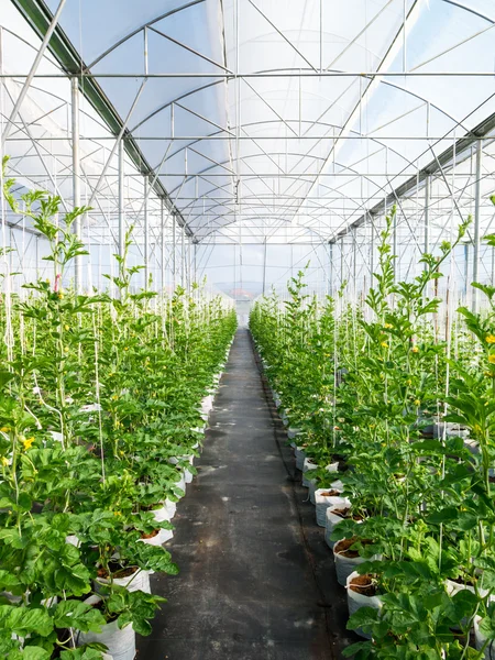 Field watermelon in greenhouse — Stock Photo, Image