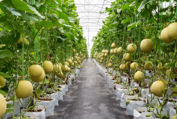 Gul melon på fältet i växthus. — Stockfoto