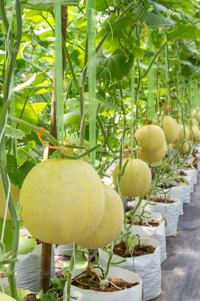 Yellow melon on field in greenhouse. — Stock Photo, Image