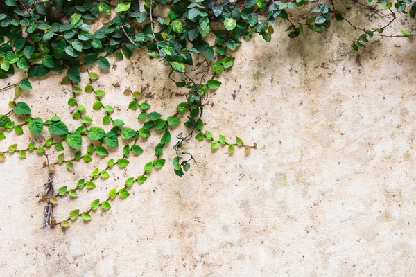 Зеленый ползучий завод на цементной стене красивый фон — стоковое фото