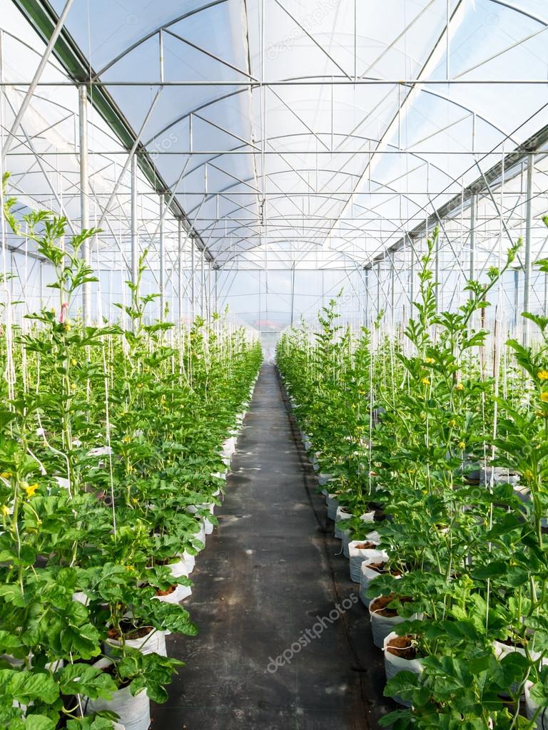 Watermelons in a greenhouse made of polycarbonate. Cultivation of watermelons Watermelons in a greenhouse made of polycarbonate. Cultivation of watermelons