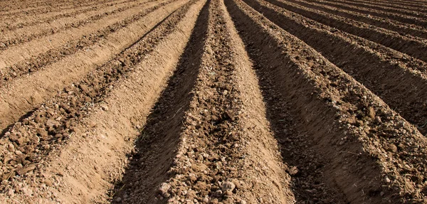 Préparation du sol pour semer des légumes dans l'agriculture de champ. — Photo