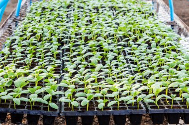 Salatalık fide sera içinde tepsi üzerinde.