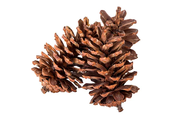 çam koni grubu izole beyaz, kırpma yolu üzerinde kapatın. 