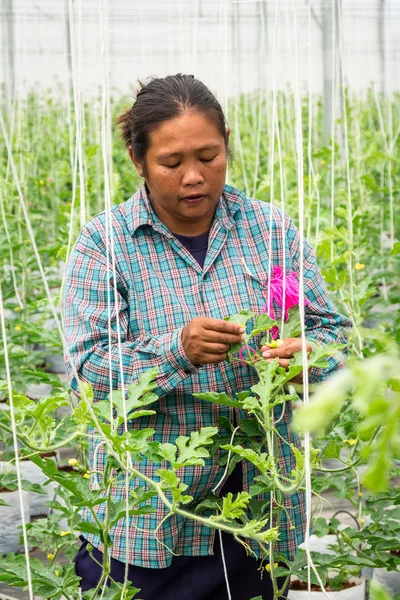 An unidentified cutting branch watermelon in greenhouse. — Stock Photo, Image