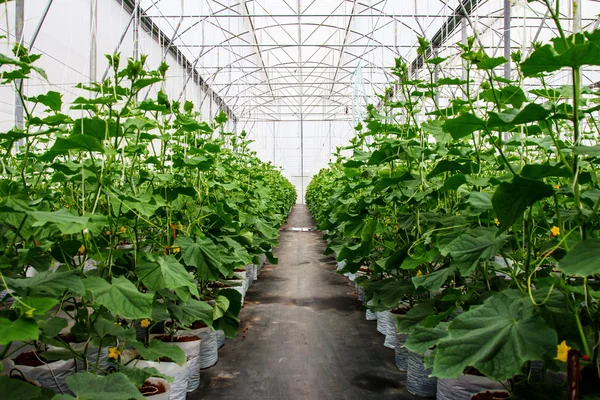 Fältet gurka i växthus — Stockfoto