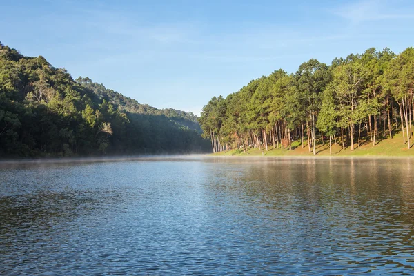 Plantações Florestais de Pang Ung no inverno, Maehongson, norte de Th — Fotografia de Stock