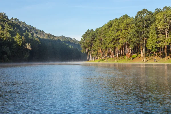 Plantações Florestais de Pang Ung no inverno, Maehongson, norte de Th — Fotografia de Stock