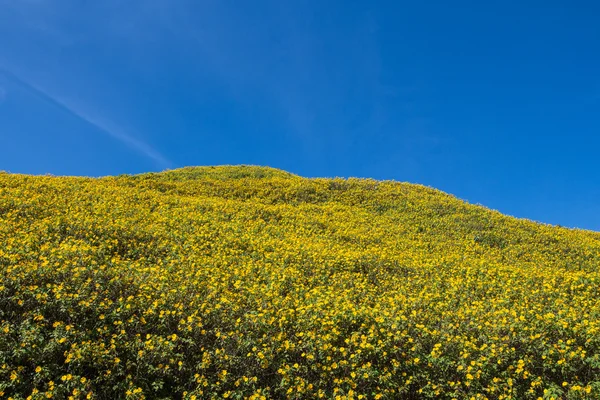 Maxican sunflower on meadow and blue sky — Stock Photo, Image
