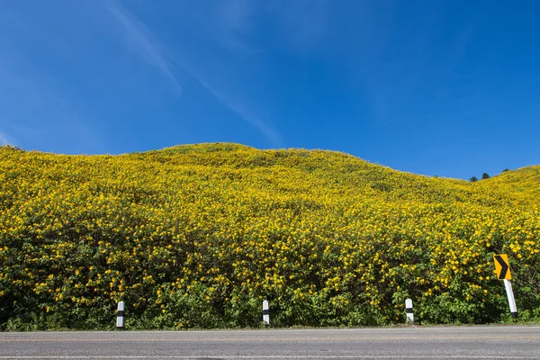 Maxican sunflower on meadow and blue sky — Stock Photo, Image